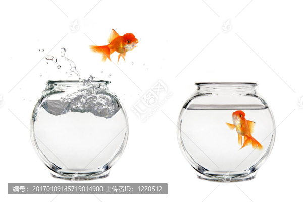 跳躍的金魚(yú)