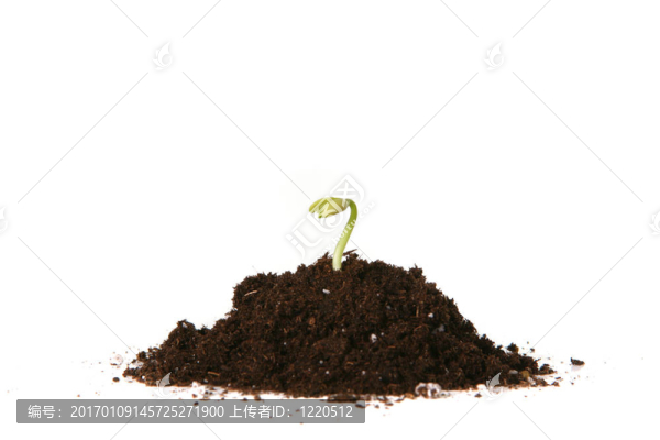 種植的種子發(fā)芽