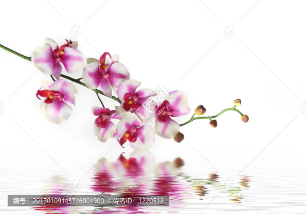 蘭花單莖在水上