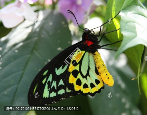 蝴蝶5