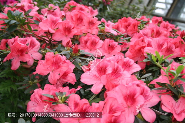 杜鵑花杜鵑