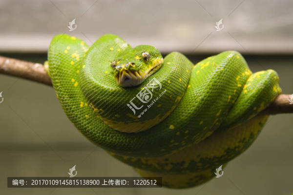 翡翠樹蚺