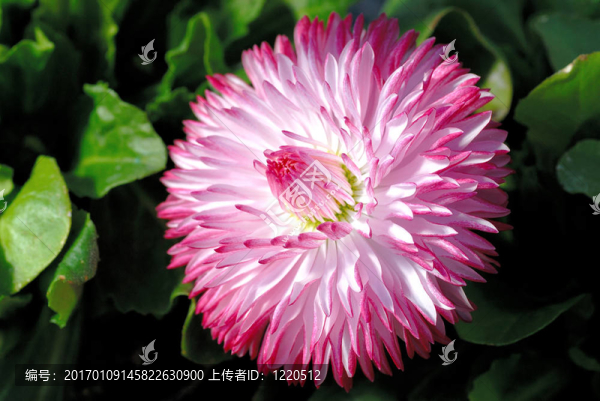 Bellis常年盛開
