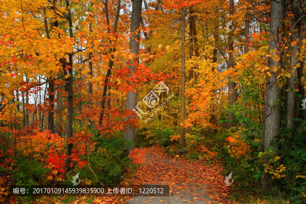 秋天的風(fēng)景