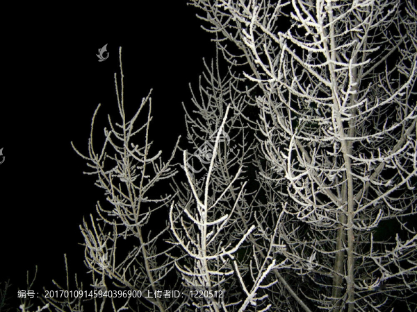 白雪覆蓋的樹