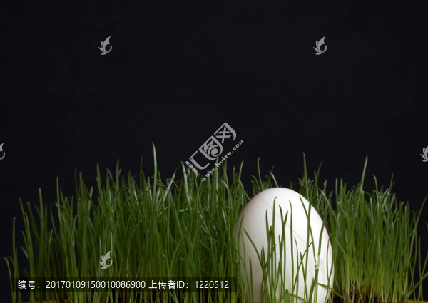 雞蛋在草