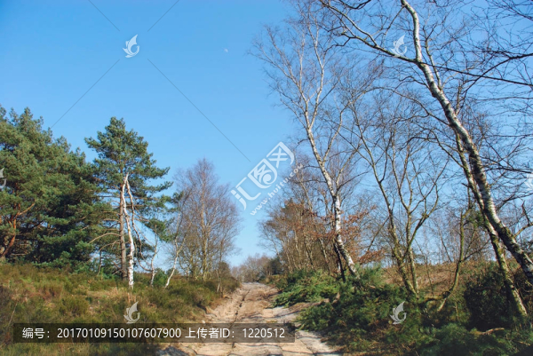 藍(lán)色天空的福雷斯特路徑。