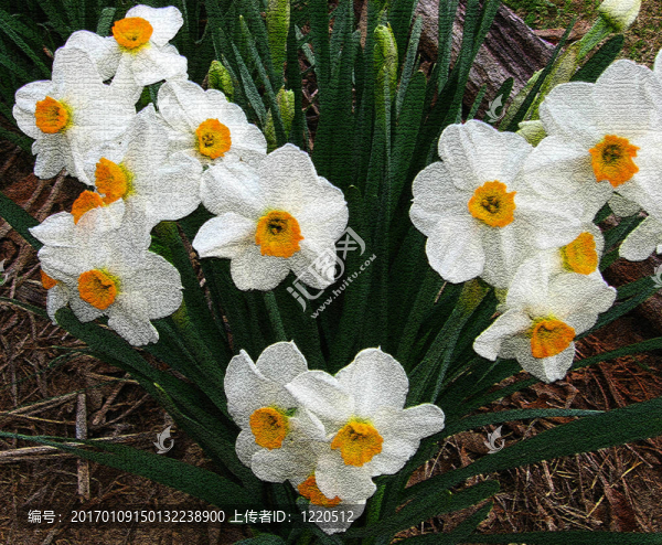 漆黑的blinkydaffodill
