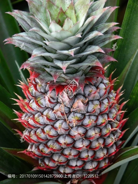 菠蘿