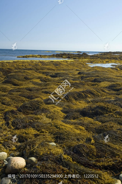 海藻；新斯科舍