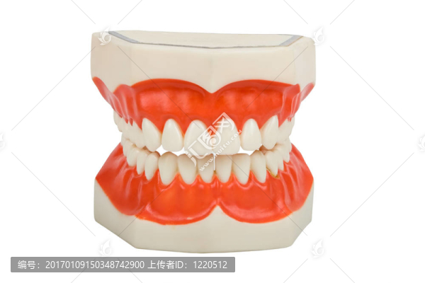 義齒；牙修復(fù)體