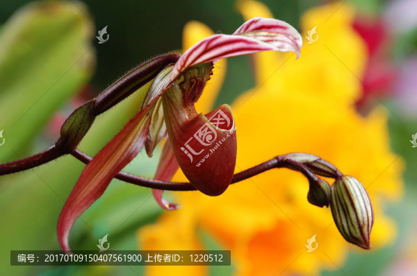 粉紅女士拖鞋（蘭花）