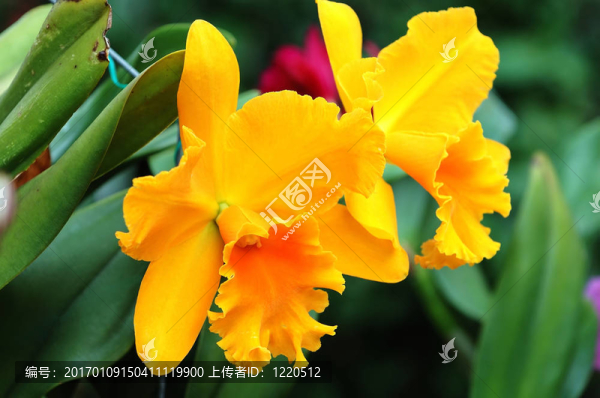 黃色的蘭花