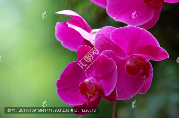 粉紅蘭花