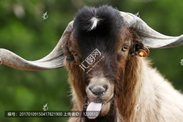 愚蠢的羊-匯圖網(wǎng) www.fosd68.com 愚蠢的羊