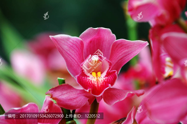粉紅色的蘭花