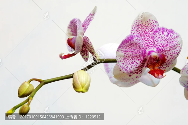 粉紅斑點(diǎn)的白蘭花
