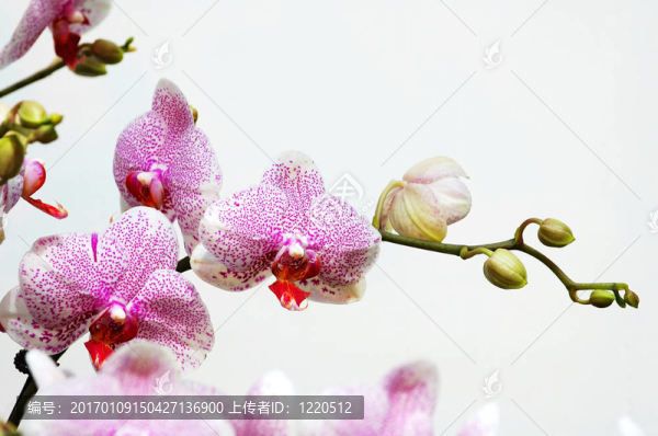 粉紅斑點(diǎn)的白蘭花