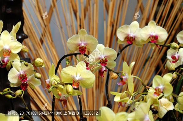 黃色的蘭花