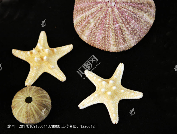 海洋生物-匯圖網(wǎng) www.fosd68.com 海洋生物