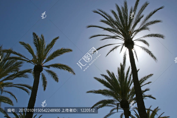 陽光下的棕櫚樹