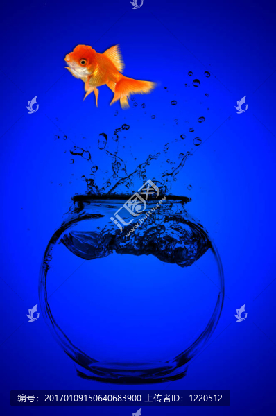 金魚尋找更好的機(jī)會(huì)-匯圖網(wǎng) www.fosd68.com 金魚尋找更好的機(jī)會(huì)