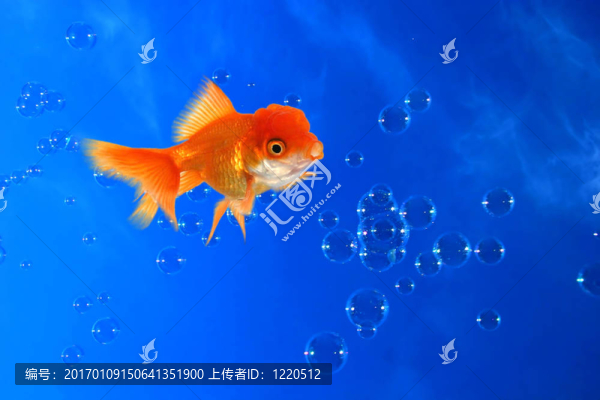 有趣的金魚(yú)活潑的藍(lán)色背景