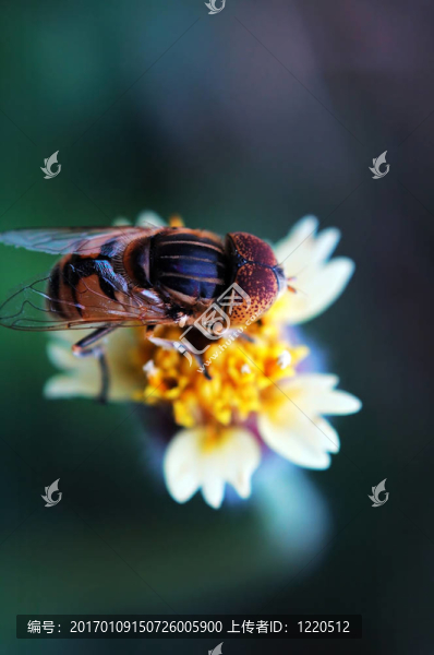 Eristalis,tenax在一種羽芒菊花