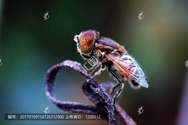 在枯萎的植物Eristalis,tenax