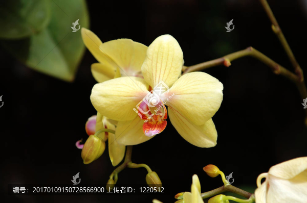 黃色的蘭花