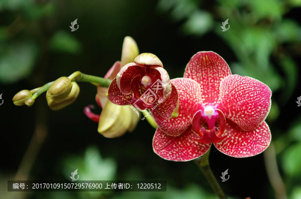 紅蘭花