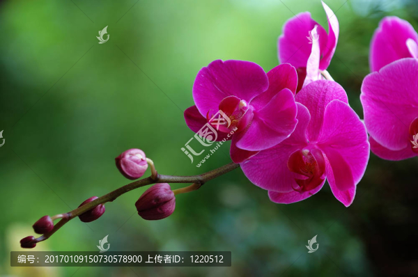 粉紅色的蘭花
