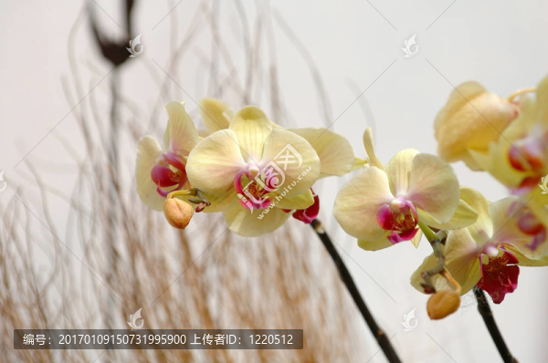 黃色的蘭花