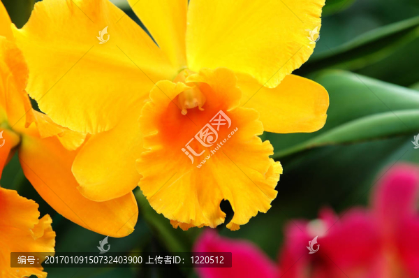 黃色的蘭花