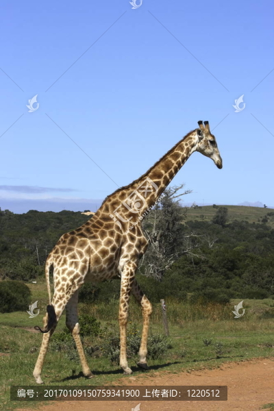 長(zhǎng)頸鹿走-匯圖網(wǎng) www.fosd68.com 長(zhǎng)頸鹿走