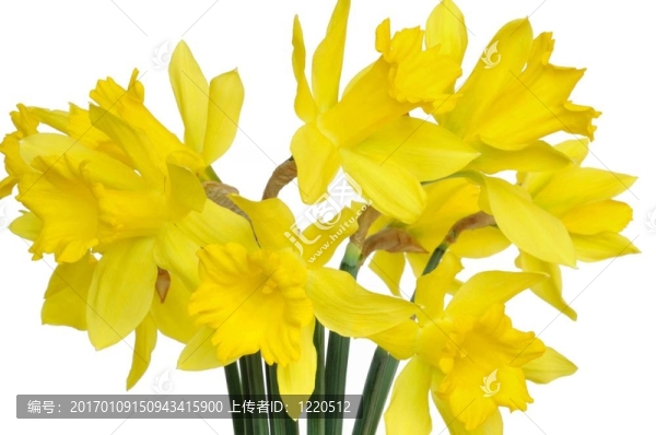水仙花