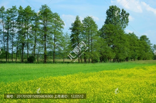 春天的風(fēng)景