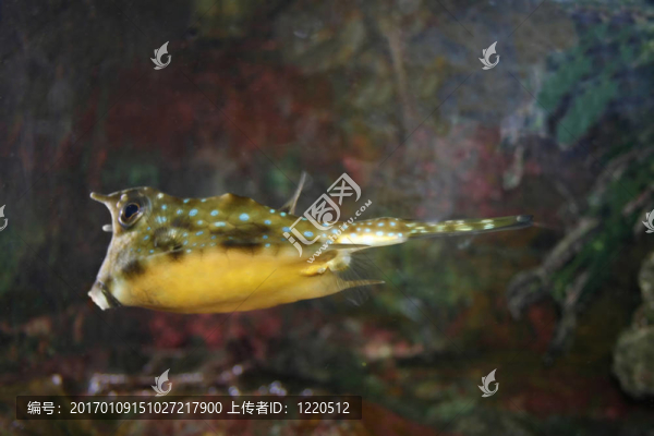 熱帶箱魚箱角；