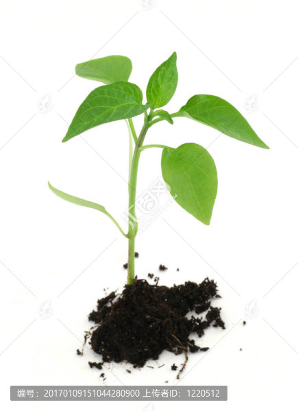 新生植物與土壤的白色