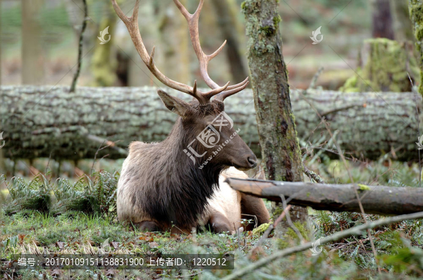 Roosevelt,Elk休息