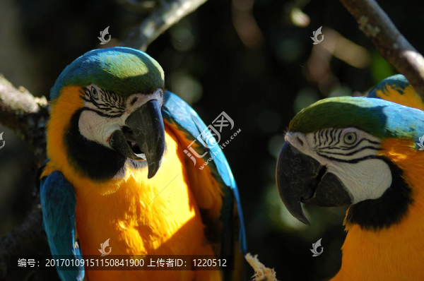 藍(lán)色的是鸚鵡