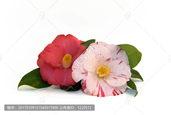 茶花分離