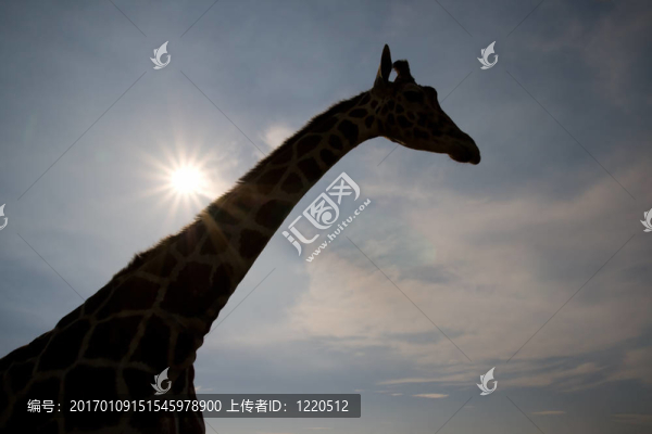 長頸鹿剪影