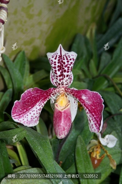 exotical蘭花