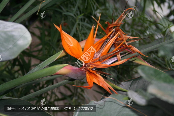 熱帶花卉