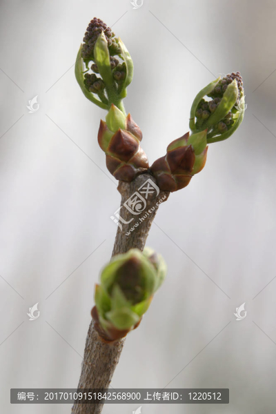 丁香花的誕生