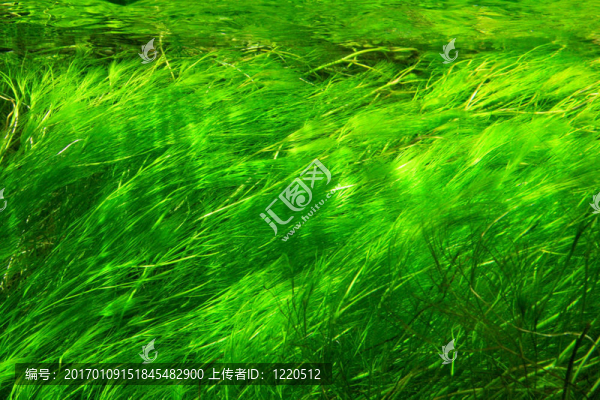 水下的草