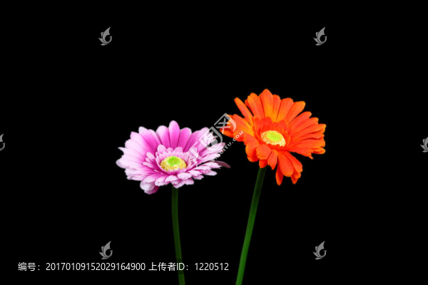 花