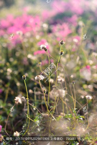 野草