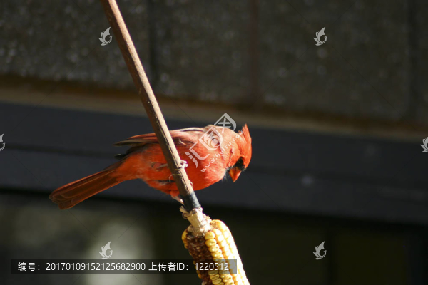 點心時間